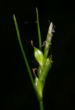 Carex multicaulis L. H. Bailey的圖片