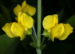 Image of Santa Inez goldenbanner