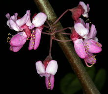 Слика од Cercis occidentalis A. Gray