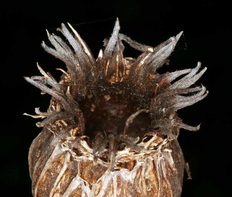 Image of western sweetshrub