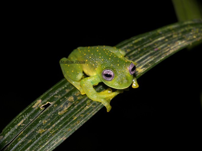 Image of Sachatamia punctulata (Ruiz-Carranza & Lynch 1995)