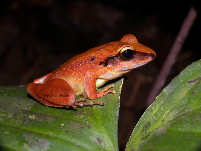 Image of Fitzinger's Robber Frog