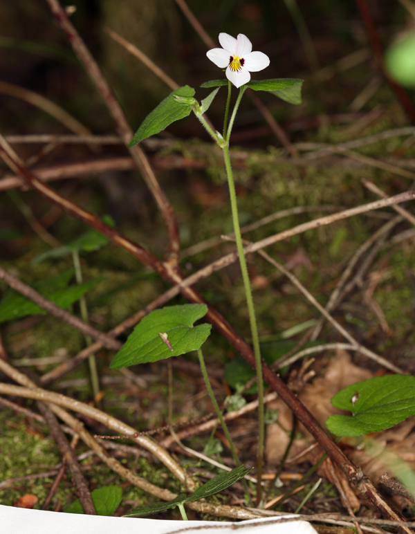 Image of small white violet