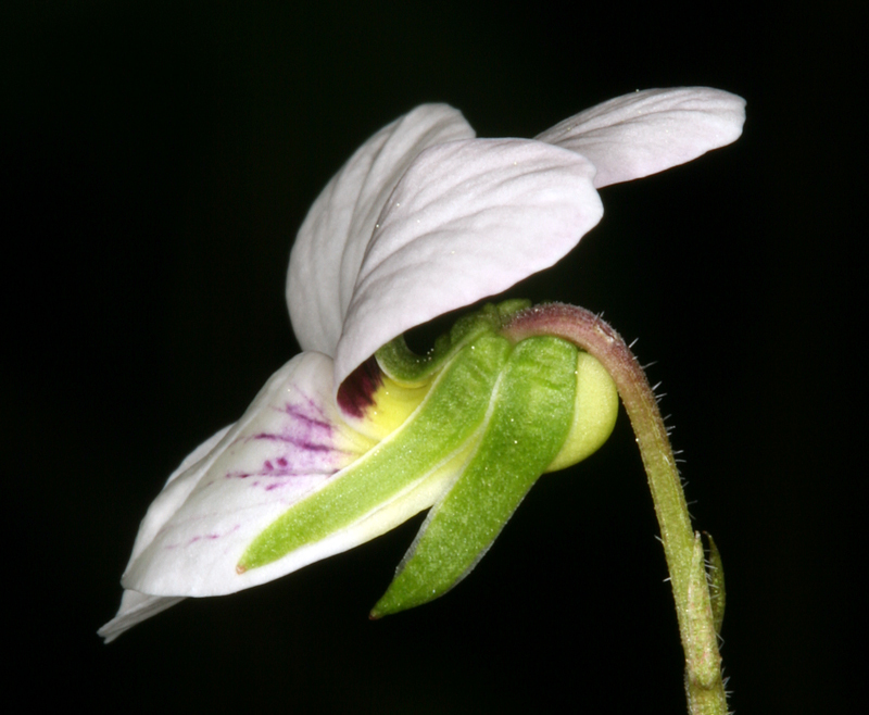 Image of small white violet