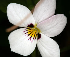 Image of small white violet