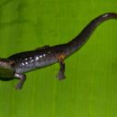 Image of Medellin Mushroomtongue Salamander
