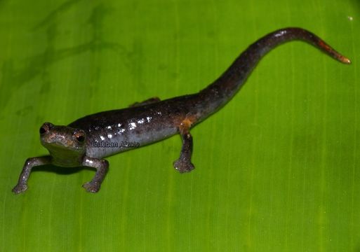 Image of Medellin Mushroomtongue Salamander