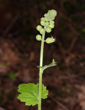 Image of Fragrant Fringecup