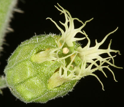 Sivun Tellima grandiflora (Pursh) Douglas ex Lindley kuva