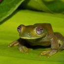Image of Palmer's Treefrog