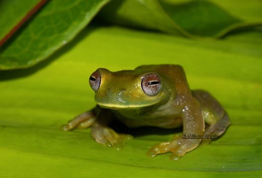 Hyloscirtus palmeri (Boulenger 1908)的圖片