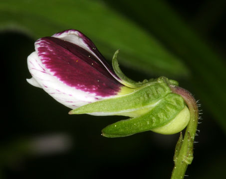 Image of small white violet