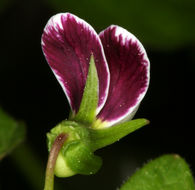 Image of small white violet