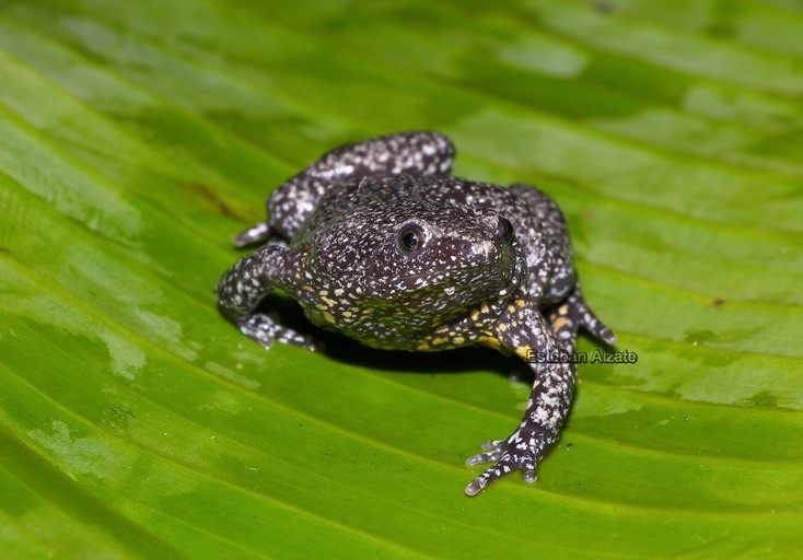 Image of Elachistocleis pearsei (Ruthven 1914)