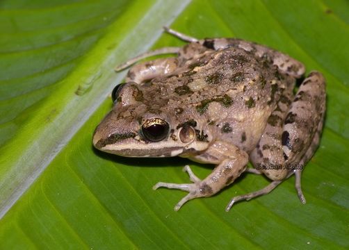 Image of American White Lipped Frog