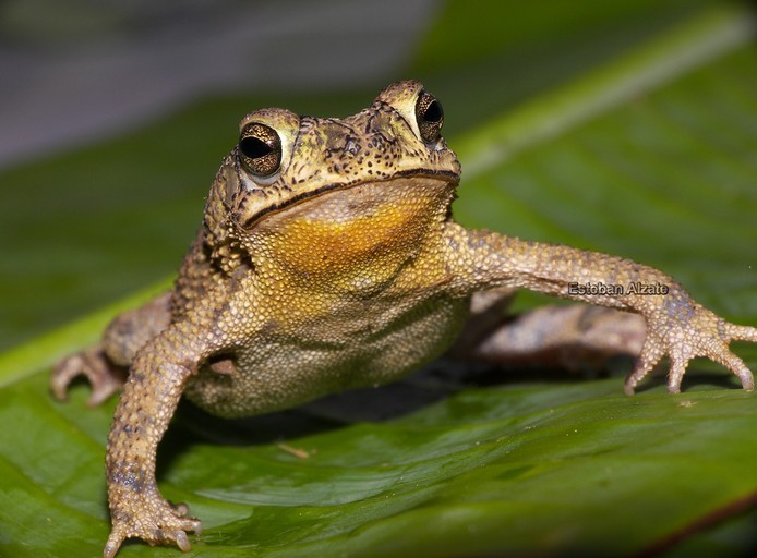 Image of Common Lesser Toad