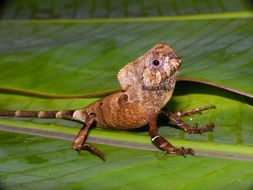 Image of Smooth Helmeted Iguana