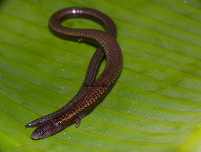 Image of Two-colored Bachia