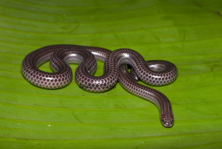 Image of Big-scaled Blind Snake