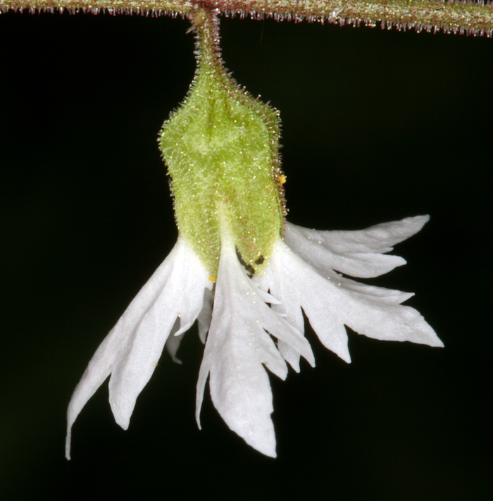 Image of Siskiyou Mountain woodland-star