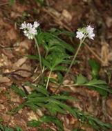 Image de Hydrophyllum occidentale (S. Wats.) A. Gray