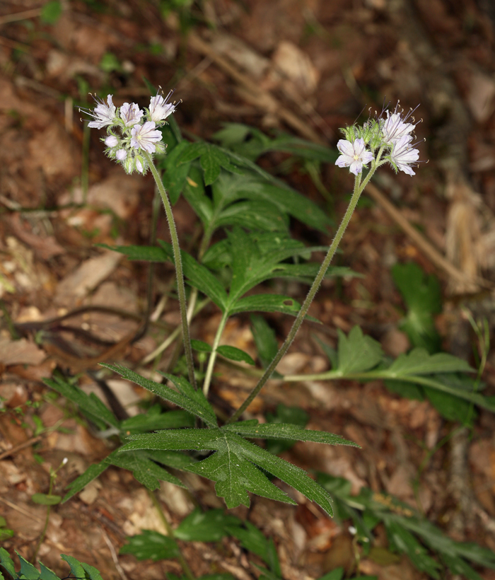 Imagem de Hydrophyllum occidentale (S. Wats.) A. Gray