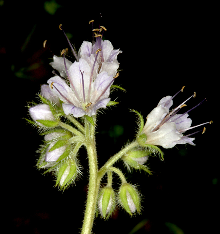 Image de Hydrophyllum occidentale (S. Wats.) A. Gray