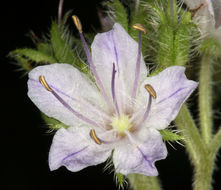 Image de Hydrophyllum occidentale (S. Wats.) A. Gray