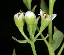 Image de Comandra umbellata subsp. californica (Eastw. ex Rydb.) Piehl