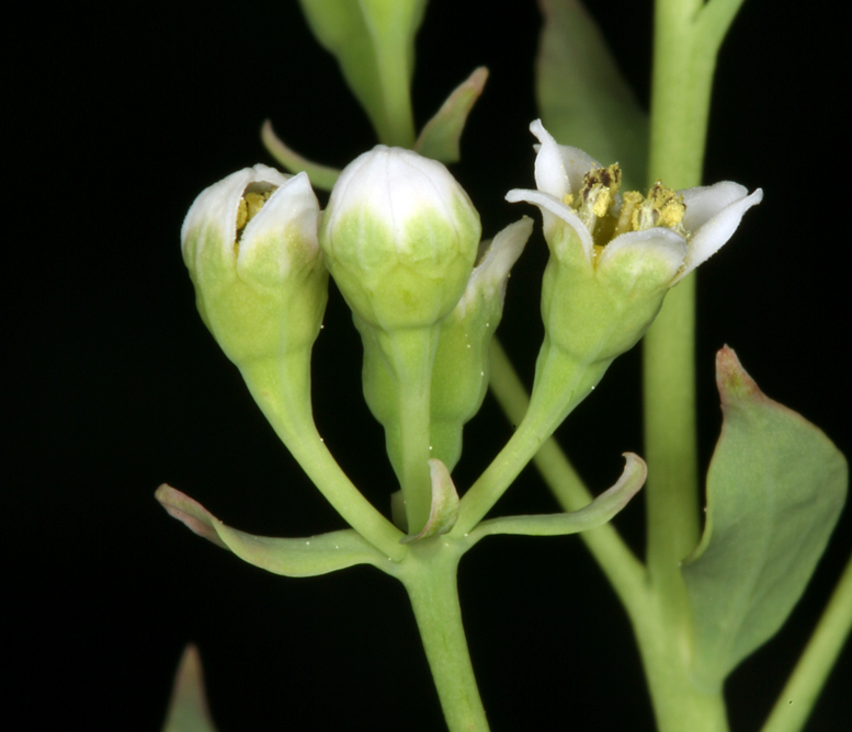 Image de Comandra umbellata subsp. californica (Eastw. ex Rydb.) Piehl