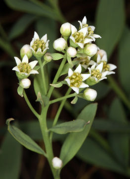 Image of California bastard toadflax