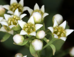 Image de Comandra umbellata subsp. californica (Eastw. ex Rydb.) Piehl