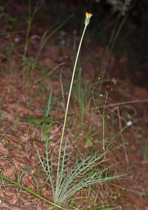 Imagem de Agoseris grandiflora (Nutt.) Greene