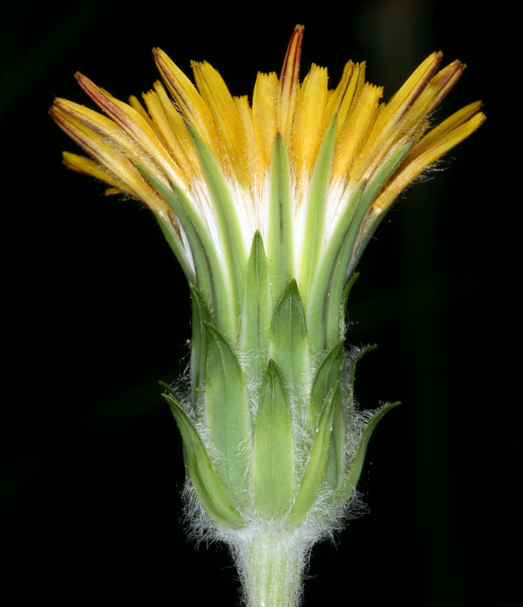 Image of bigflower agoseris