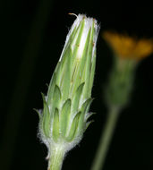 Imagem de Agoseris grandiflora (Nutt.) Greene