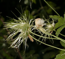 Image of pipestem clematis