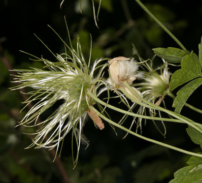 Image of pipestem clematis