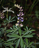 Image of broadleaf lupine