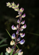 Plancia ëd Lupinus latifolius subsp. viridifolius (A. Heller) P. Kenney & D. B. Dunn