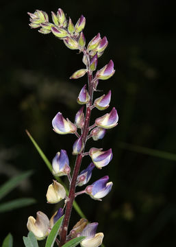 Image of broadleaf lupine