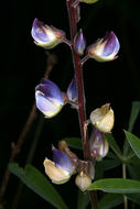 Plancia ëd Lupinus latifolius subsp. viridifolius (A. Heller) P. Kenney & D. B. Dunn