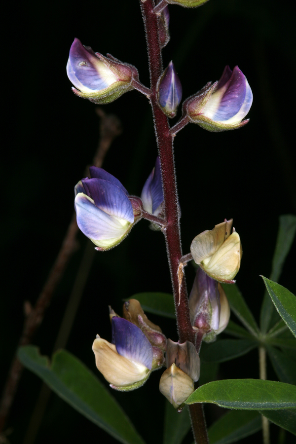 Image of broadleaf lupine