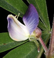 Plancia ëd Lupinus latifolius subsp. viridifolius (A. Heller) P. Kenney & D. B. Dunn