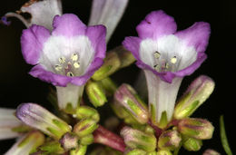 Eriodictyon californicum (Hook. & Arn.) Greene resmi