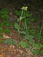 Image of rayless arnica