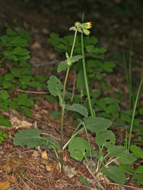 Image of rayless arnica