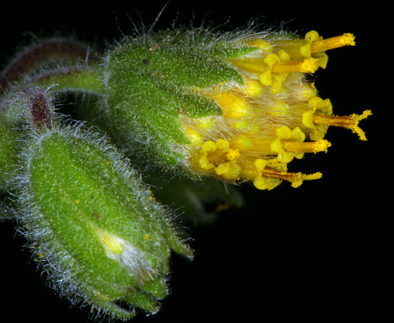 Image of rayless arnica