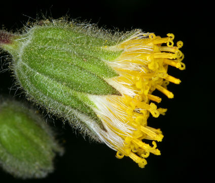 Image of rayless arnica