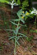 Image de Lithospermum ruderale Dougl. ex Lehm.