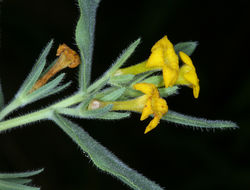 Image de Lithospermum ruderale Dougl. ex Lehm.